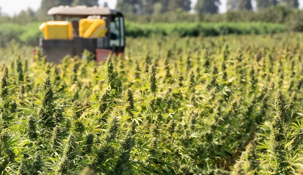 Why was cannabis made illegal
