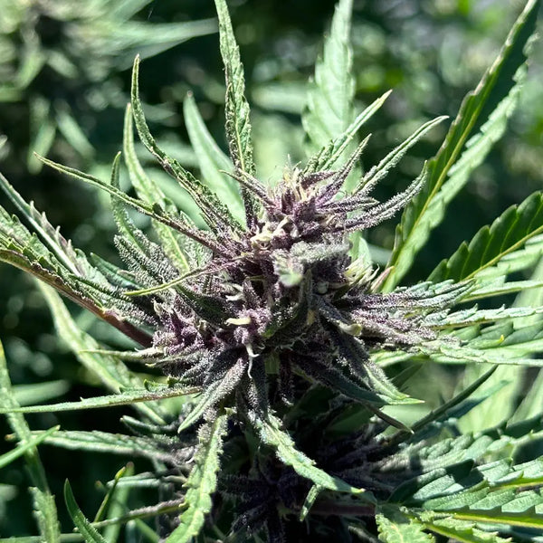 Trichome Inspection