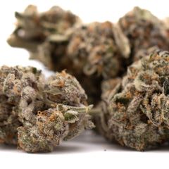 Hooch Indoor THCa Flower - Plants