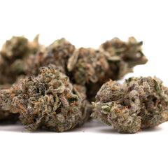 Hooch Indoor THCa Flower - Plants