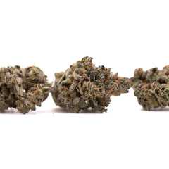 Hooch Indoor THCa Flower - Plants