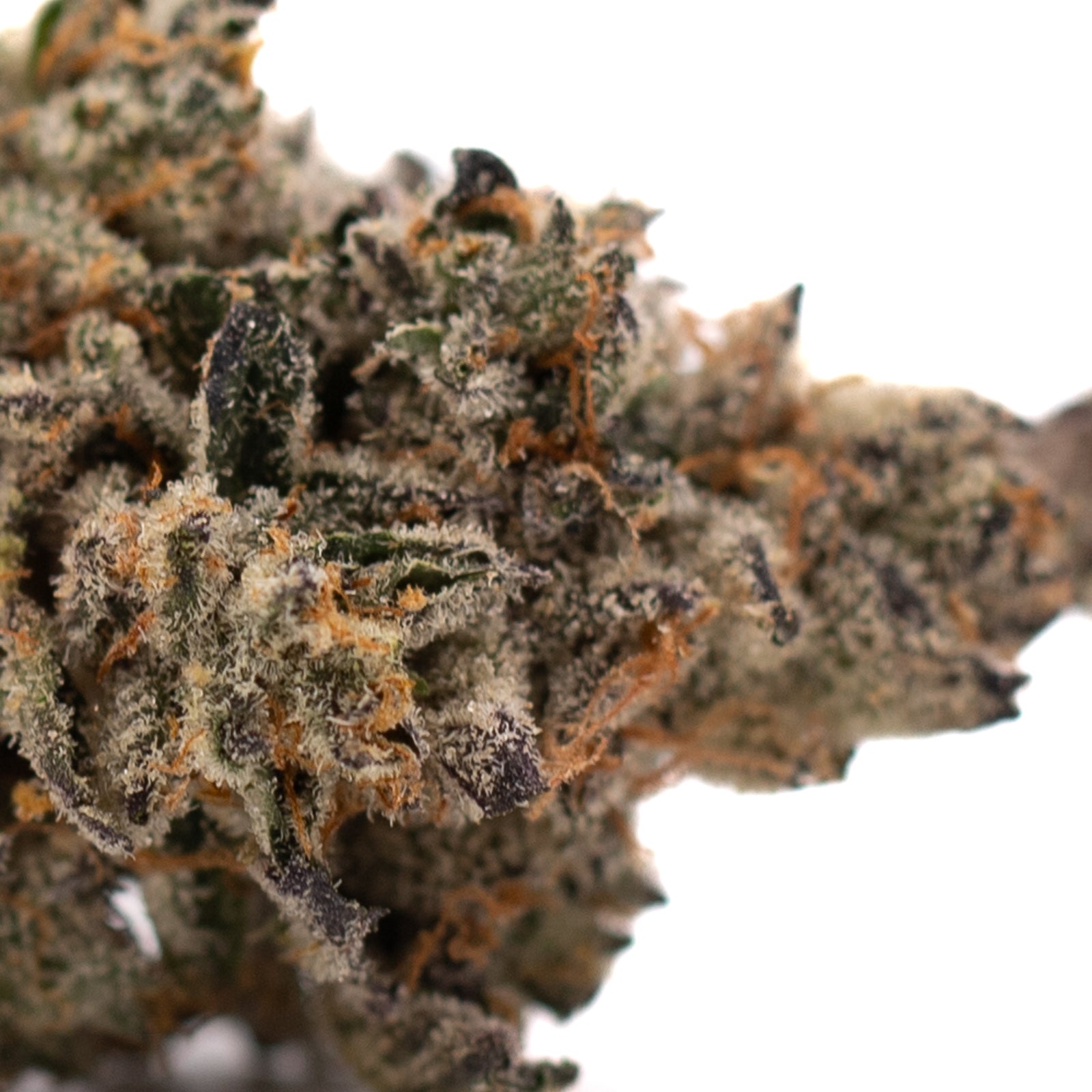 Hooch Indoor THCa Flower - Plants