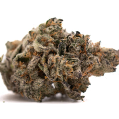 Hooch Indoor THCa Flower - Plants