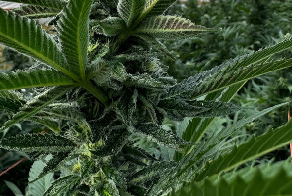 The Endocannabinoid System Discovery