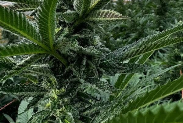 The Endocannabinoid System Discovery