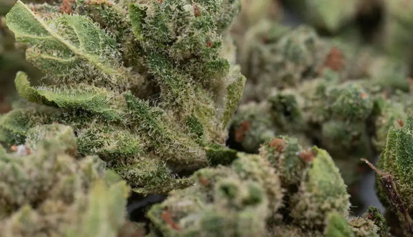 THCA Flower Terpene Profiles
