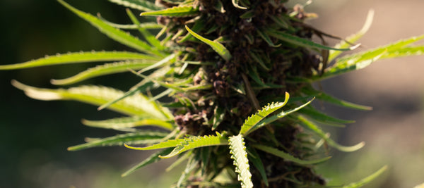 Why was cannabis made illegal