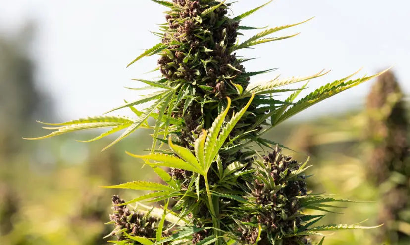 From Ancient China to Modern Labs