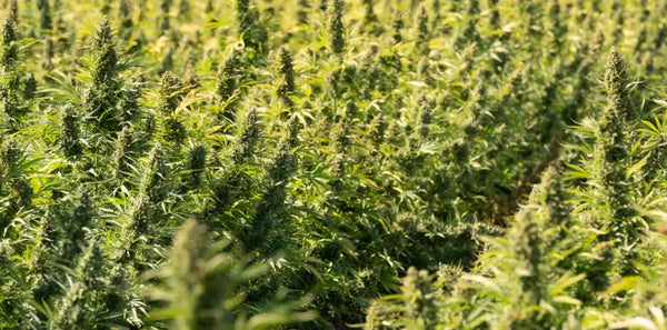 THCA Flower Terpenes Guide