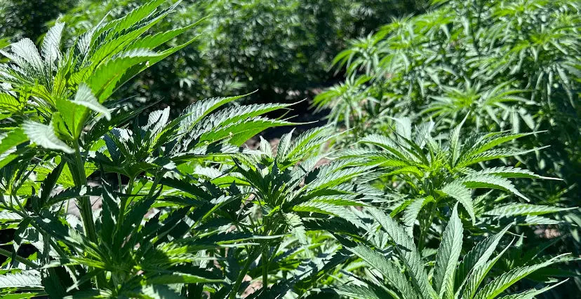 Indica vs Sativa THCA