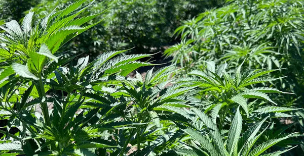 THCA Flower Terpene Profiles