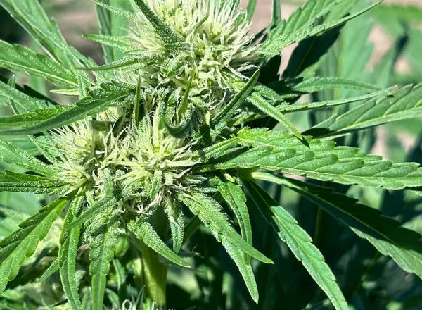 THCA flower for chronic pain