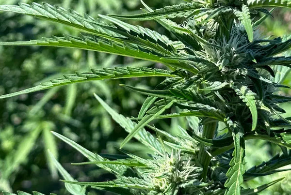 THCA and depression