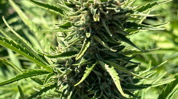 How THCA Flower Became Legal