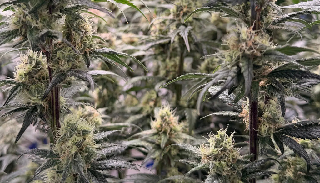 Shipping, Packaging & Storing Bulk THCA Flower