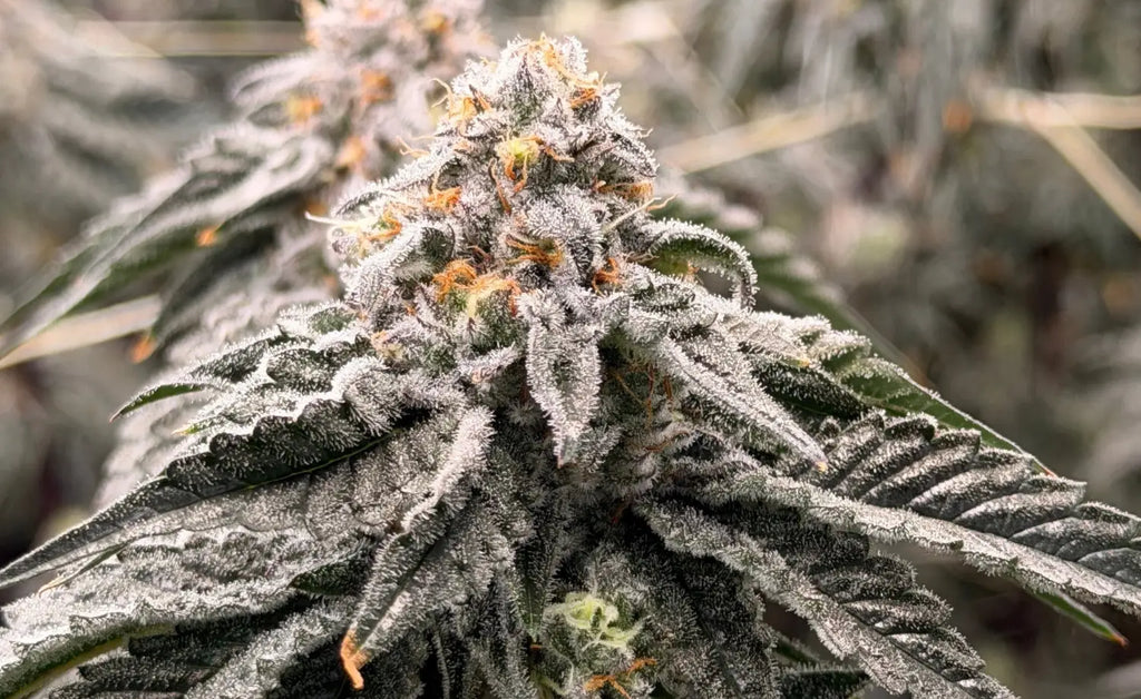 Indoor, Exotic & Premium