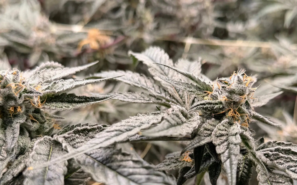 Cannabis and Music