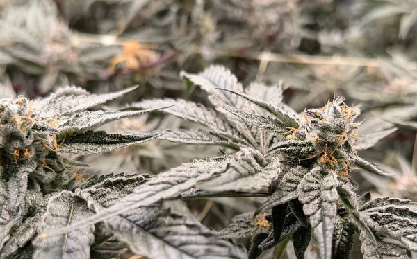 Oregon Hemp Flower 420 Sale 2026