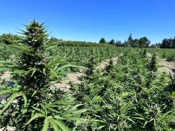 Trichome Inspection