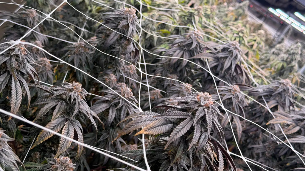 Indoor, Exotic & Premium