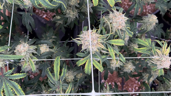 Indoor vs Outdoor THCA Cultivation