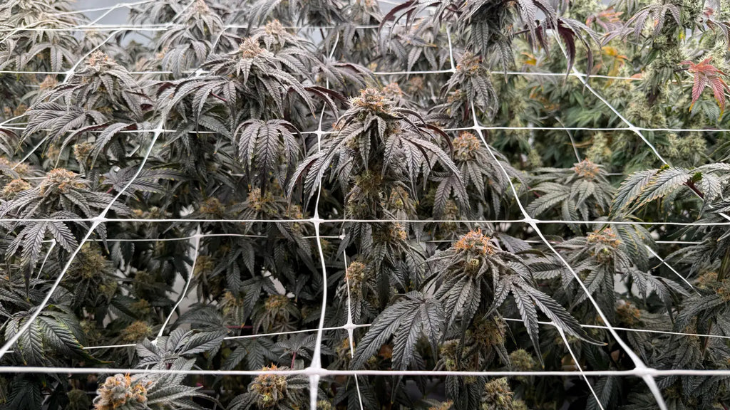 Indoor vs. Greenhouse vs. Outdoor THCA Flower