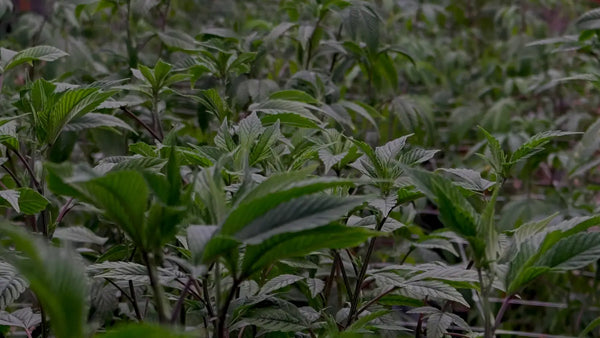 Best Soil for Growing THCA Hemp