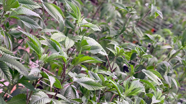 Best Greenhouse Techniques