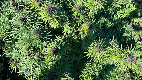 Why was cannabis made illegal