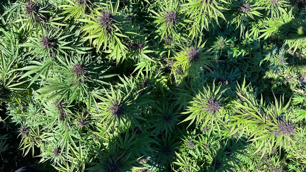 What to Look for When Buying Bulk THCA Flower Online: