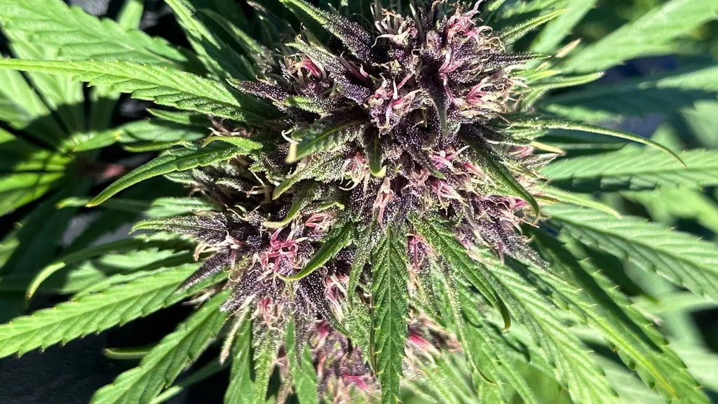 Indica vs Sativa THCA