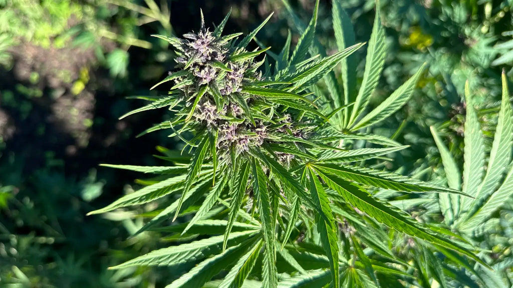 How to Read a THCA Flower