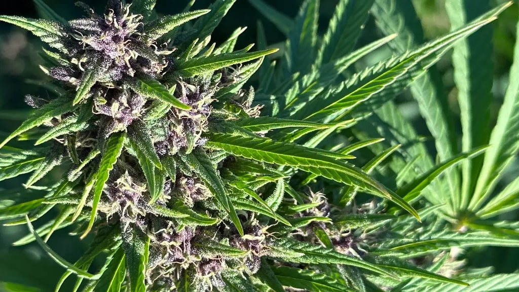 2026 Hemp Industry Predictions