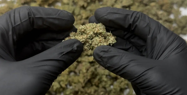 THCA Flower Terpene Profiles