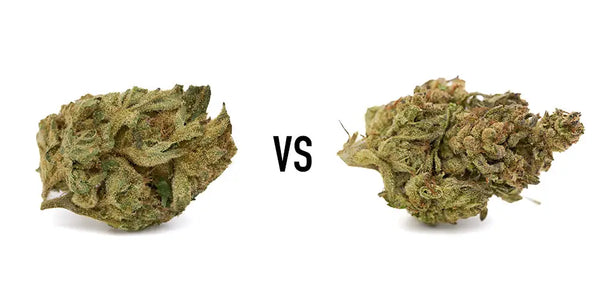 Jelly Breath THCa vs Chimera THCa