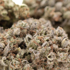 Mega Gummie Bearz THCa Flower Full-Term