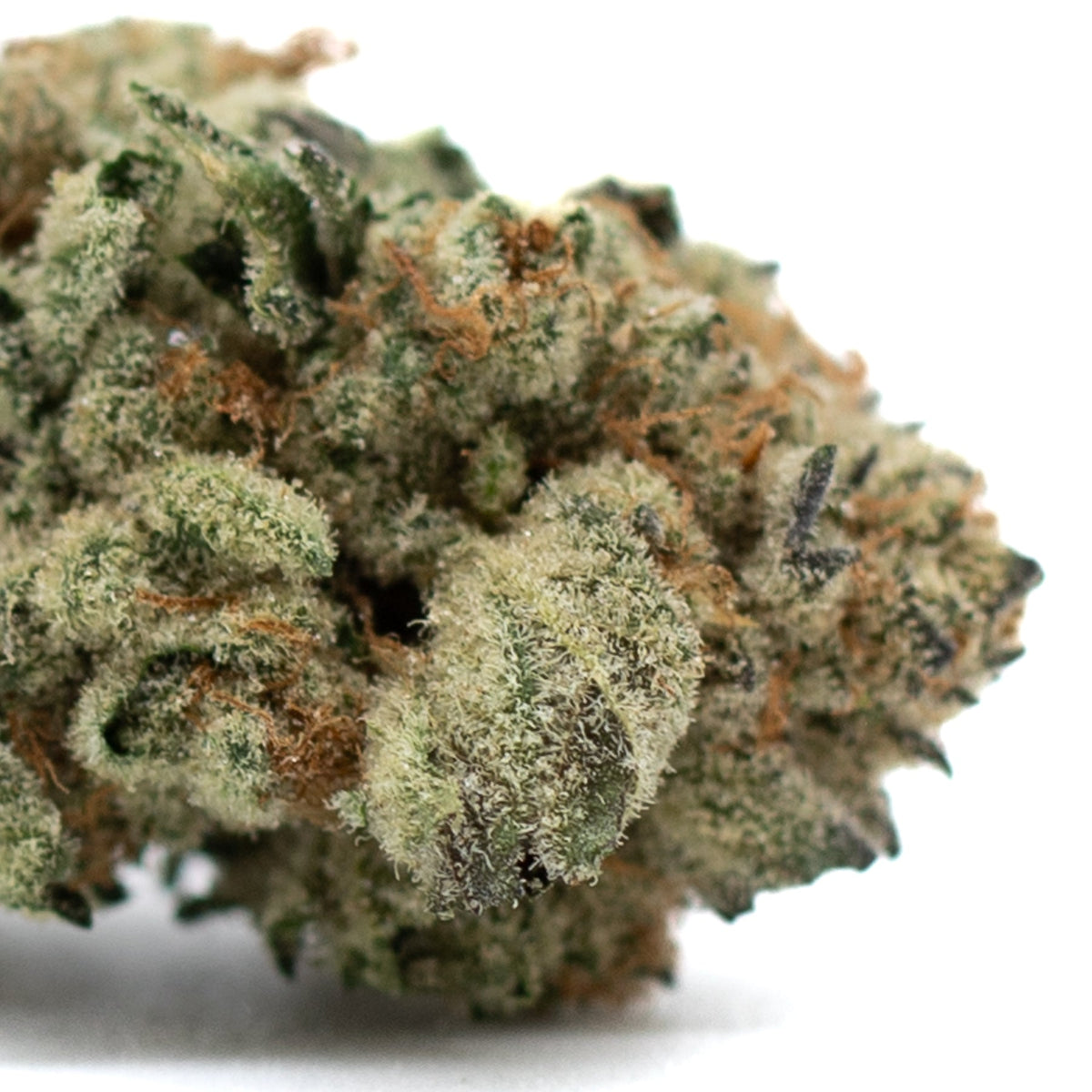 Moroccan Peaches Indoor THCa Flower - Plants