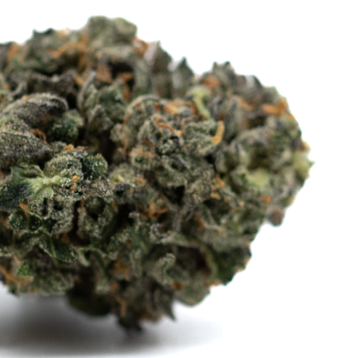 Motorbreath Indoor THCa Flower - Plants