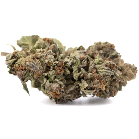 Pure Michigan THCa Hemp Flower Greenhouse - Plants