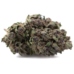 Purple Daiquiri THCa Hemp Flower Greenhouse