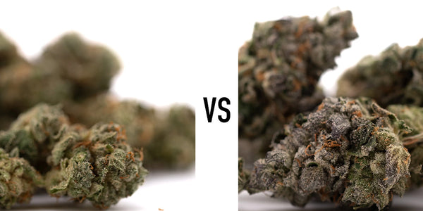 Rose Gold Runtz vs Purple Wedding THCa: