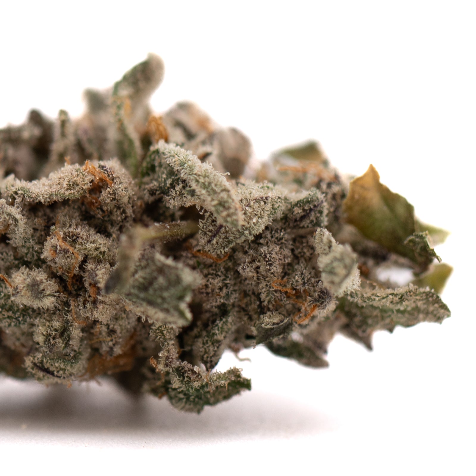 Street Tarts Indoor THCa Flower - Plants