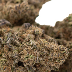 Studio 54 THCa Hemp Flower Greenhouse Wholesale
