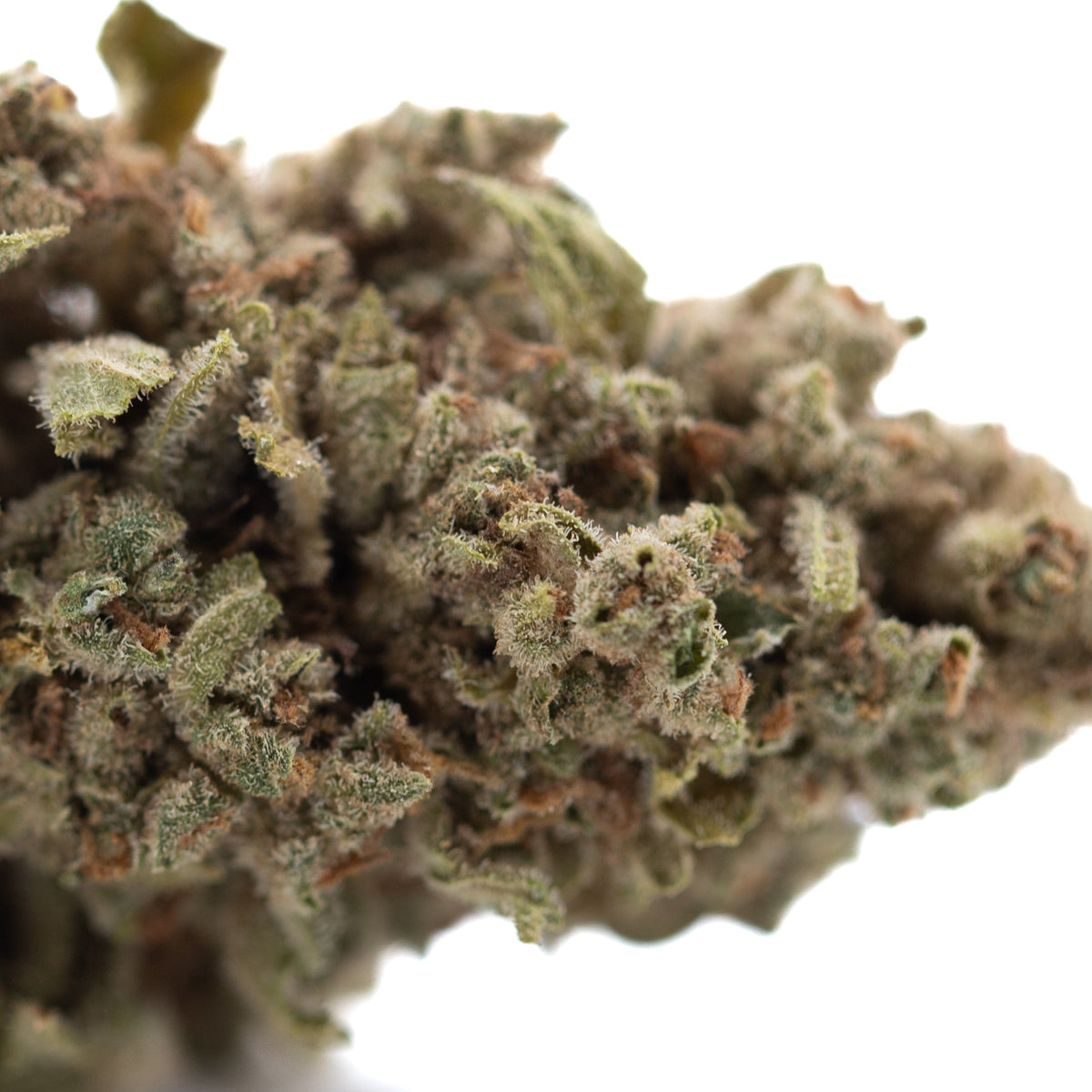 Turtle Taffy THCa Flower Full-Term Smalls