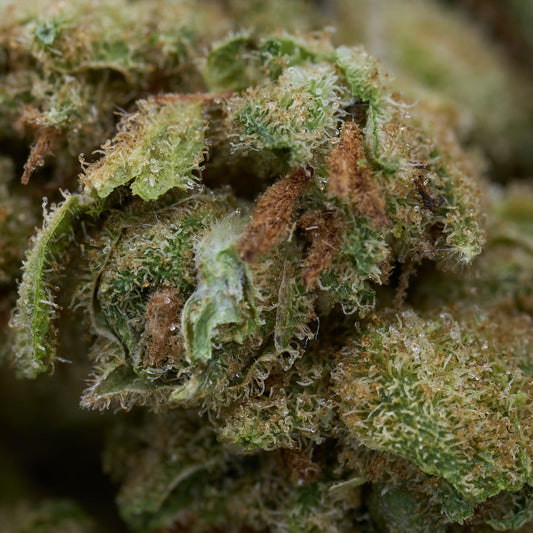 Vanilla Frosting THCa Hemp Flower Wholesale Smalls - Plants