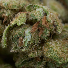 Vanilla Frosting THCa Hemp Flower Wholesale Smalls - Plants