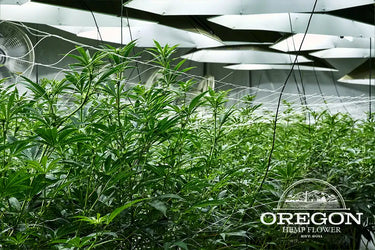 Cannabis plants growing in an indoor cultivation facility.