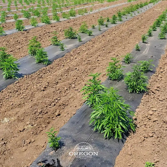 oregon hemp flower farm