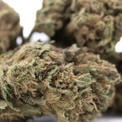 Cola THCa Flower Full-Term