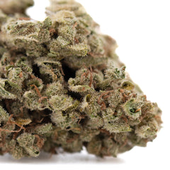 Premium Face Fat THCa hemp flower bud with dense green and purple trichomes